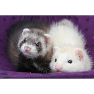 Conclusion-For-Ferret-for-Sale-in-Texas-–-Top-Breeders