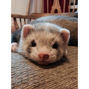 Conclusion-For-Ferrets-for-Sale-in-Arizona-–-Top-Breeders