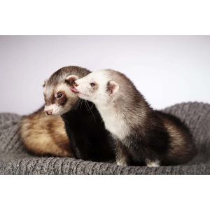 Conclusion-For-Ferrets-for-Sale-in-Dallas-–-Top-Breeders