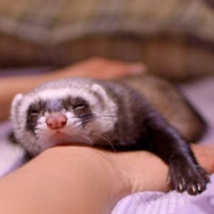 Conclusion-For-Ferrets-for-Sale-in-Las-Vegas-–-Top-Breeders