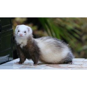 Conclusion-For-Ferrets-for-Sale-in-Los-Angeles-Top-Breeders
