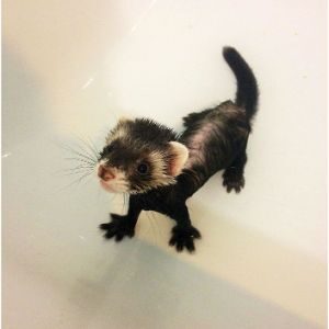 Conclusion-For-Ferrets-for-Sale-in-Michigan-Top-Breeders