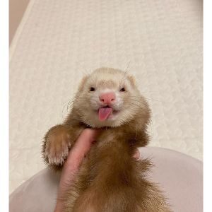 Conclusion-For-Ferrets-for-Sale-in-NY-–-Top-Breeders