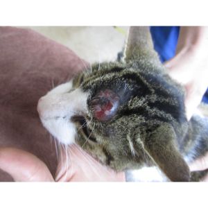 Conclusion-For-How-To-Drain-A-Cyst-On-Your-Cat