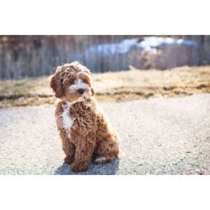 Conclusion-For-Reliable-Cockapoo-Breeders-in-Indiana