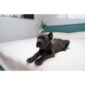 Conclusion-For-The-Best-Cane-Corso-Breeders-in-Georgia