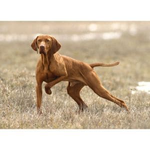 Conclusion-For-The-Best-Vizsla-Breeders-in-New-England