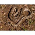 What Does Garter Snake Poop Look Like? (2024)