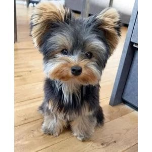 Conclusion-For-Yorkie-Poo-Haircut-Ideas