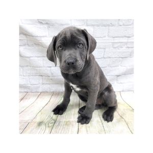 Costa-Bel-Cane-Corso