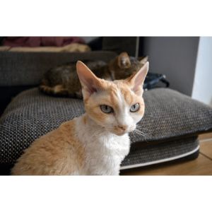 Devon-Rex