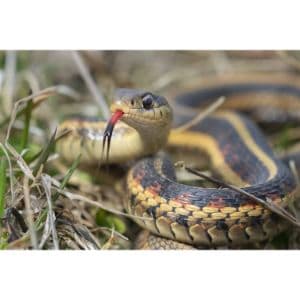 Do-Snakes-Pass-the-Bones-of-Their-Prey