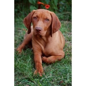 Elgin-Vizslas