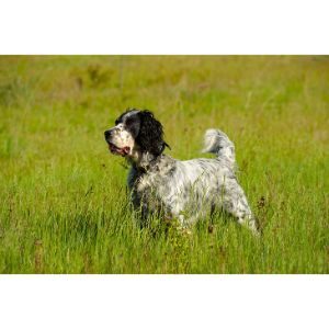 English-Setter