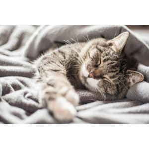 Factors-That-Could-Make-Your-Cat-Sensitive-to-Cold