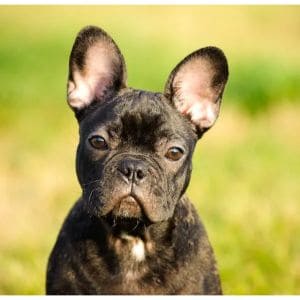 9 Best French Bulldog Breeders in Indiana! (2023)