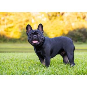 Fernlyn-French-Bulldogs