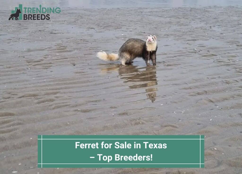 Ferret-for-Sale-in-Texas-–-Top-Breeders-template