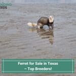 Ferret for Sale in Texas – Top 4 Breeders! (2023)