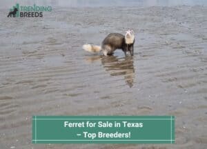 Ferret-for-Sale-in-Texas-–-Top-Breeders-template