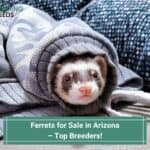 Ferrets for Sale in Arizona – Top 4 Breeders! (2023)
