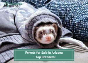 Ferrets-for-Sale-in-Arizona-–-Top-Breeders-template