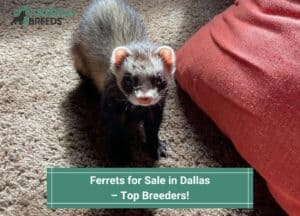 Ferrets-for-Sale-in-Dallas-–-Top-Breeders-template