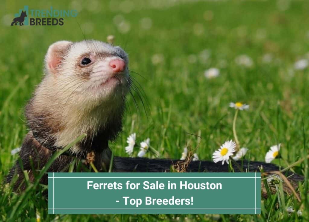 Ferrets-for-Sale-in-Houston-Top-Breeders-template