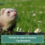 Ferrets for Sale in Houston - Top 3 Breeders! (2023)