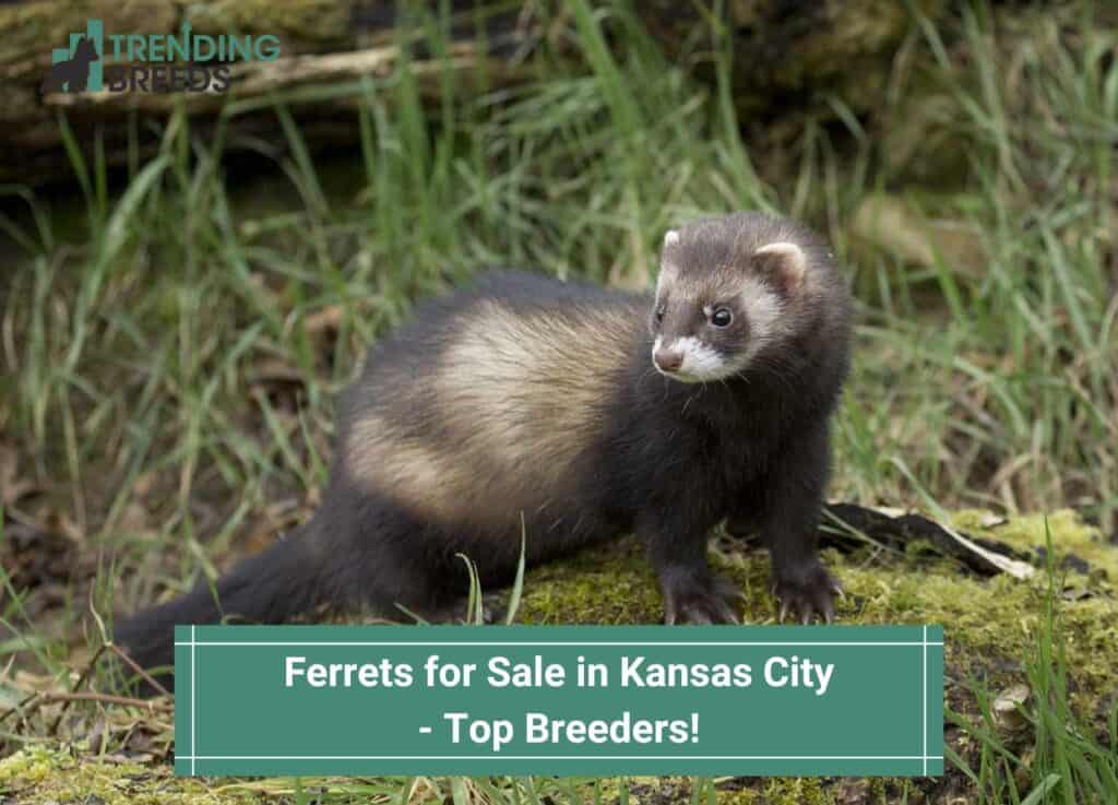 Ferrets-for-Sale-in-Kansas-City-Top-Breeders-template