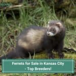 Ferrets-for-Sale-in-Kansas-City-Top-Breeders-template