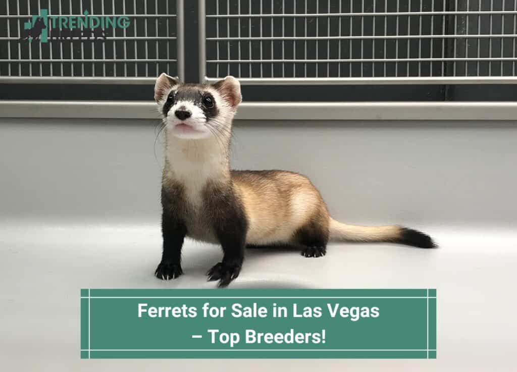 Ferrets-for-Sale-in-Las-Vegas-–-Top-Breeders-template