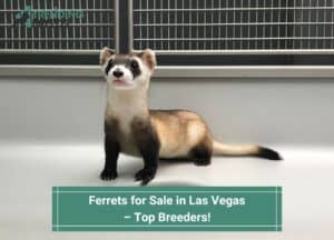 Ferrets-for-Sale-in-Las-Vegas-–-Top-Breeders-template