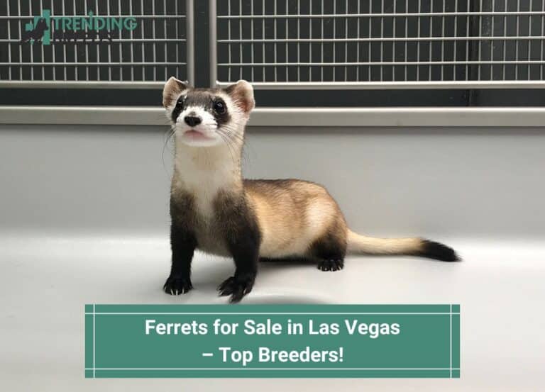 Ferrets for Sale in Las Vegas Top 3 Breeders! (2023)
