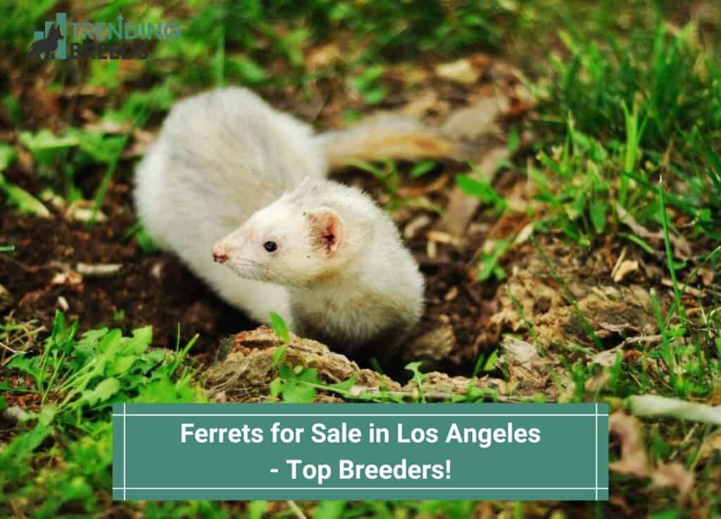 Ferrets-for-Sale-in-Los-Angeles-Top-Breeders-template