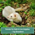 Ferrets-for-Sale-in-Los-Angeles-Top-Breeders-template
