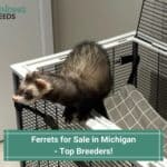 Ferrets-for-Sale-in-Michigan-Top-Breeders-template