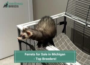 Ferrets-for-Sale-in-Michigan-Top-Breeders-template