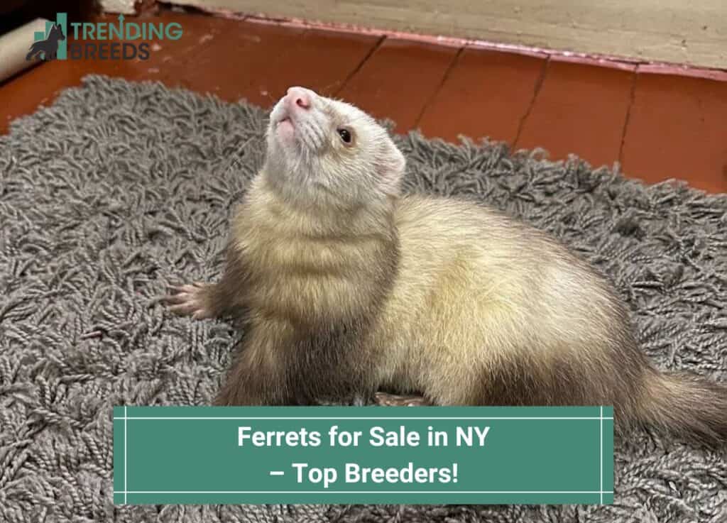 Ferrets-for-Sale-in-NY-–-Top-Breeders-template