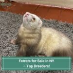 Ferrets for Sale in NY – Top 3 Breeders! (2023)