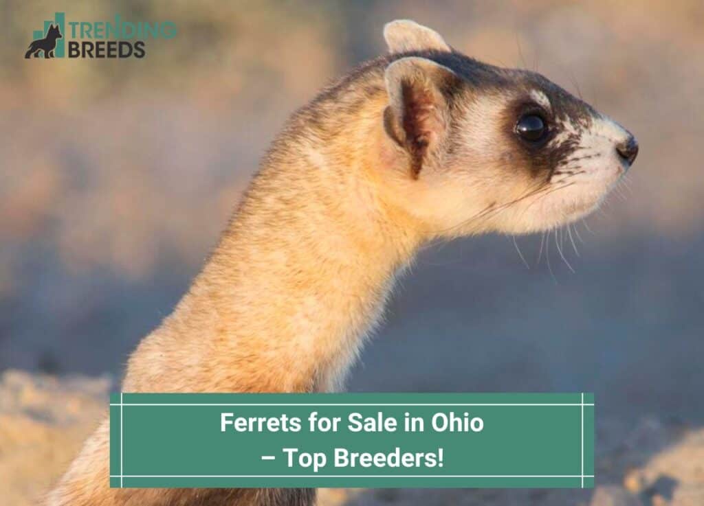 Ferrets-for-Sale-in-Ohio-–-Top-Breeders-template