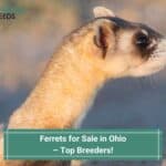 Ferrets for Sale in Ohio – Top 4 Breeders! (2023)