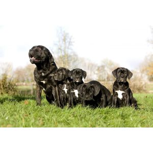 FideCore-Cane-Corso