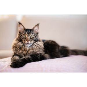 Fivestarsz-Maine-Coon-Cattery