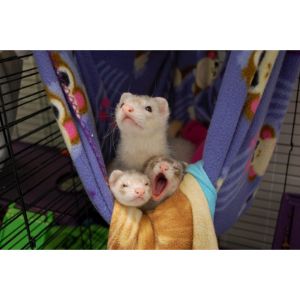 Fuzzy-Ferrets