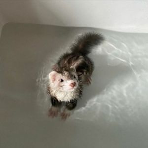 Fuzzy-Ferrets