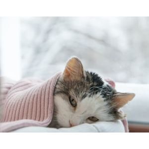 How-Cold-Inside-Is-Too-Cold-for-Cats