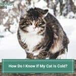 How Do I Know If My Cat Is Cold? (Common Causes & Symptoms) (2023)