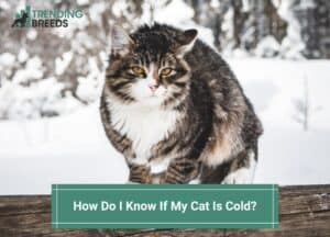 How-Do-I-Know-If-My-Cat-Is-Cold-template