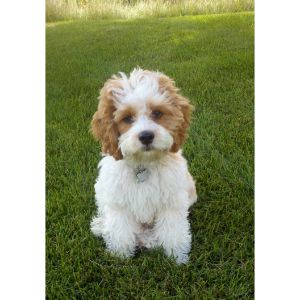  How-Much-Should-You-Expect-to-Pay-For-a-Cockapoo-Puppy